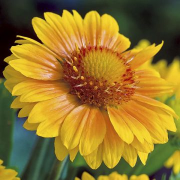 Gaillardia grandiflora Arizona Apricot