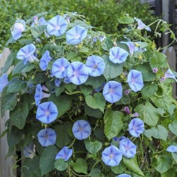 Ipomoea purpurea Light Blue Star - Campanella turchina