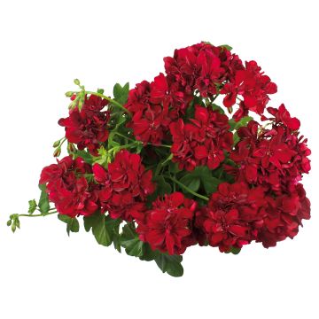 Geranio edera Double Royal Brillant Red
