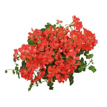 Geranio edera Royal Single Orange