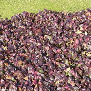 Ajuga reptans Jungle Beauty - Bugola