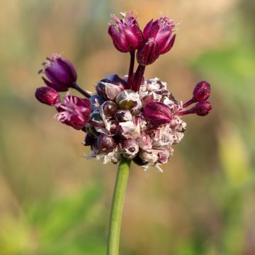 Allium scorodoprasum Art - Aglio romano