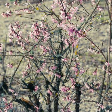 Abeliophyllum distichum Roseum - Forsizia bianca
