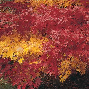 Acero giapponese Autumn Coloured Hybrids Mixed