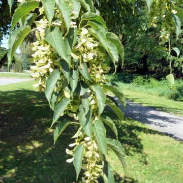 Acer davidii Serpentine