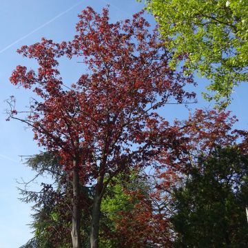 Acer platanoides Royal Red - Acero riccio