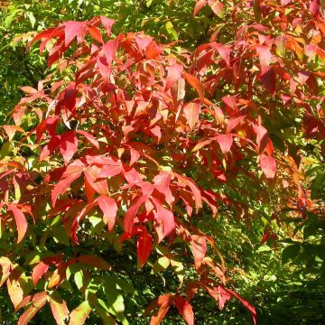 Acer triflorum - Acero a tre fioriture