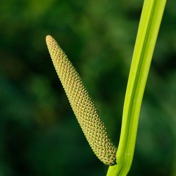 Acorus calamus - Calamo aromatico