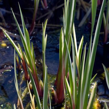 Acorus calamus Variegatus - Calamo aromatico