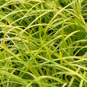 Acorus gramineus Licorice - Piccolo calamo