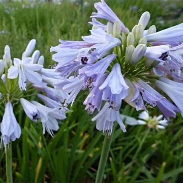 Agapanthus Blue Moon