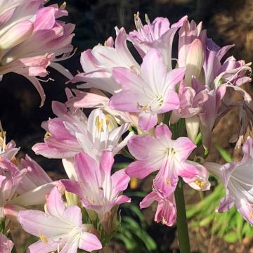 Agapanthuse Blush Pink