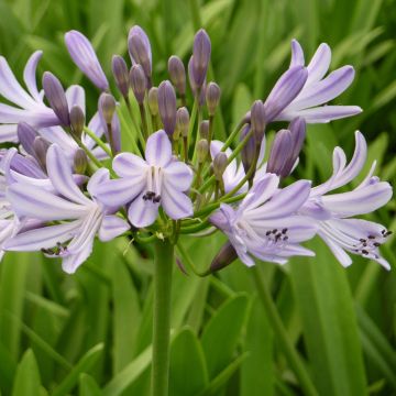 Agapanthus Megan's Mauve