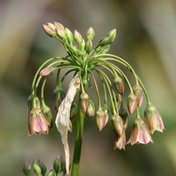 Allium nectaroscordum - Aglio della Sicilia