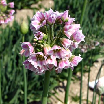 Allium tripedale - Aglio ornamentale