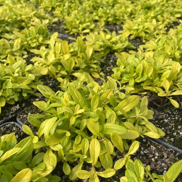 Ajuga Cordial Canary - Bugola