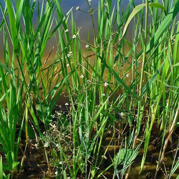Alisma plantago-aquatica - Mestolaccia comune