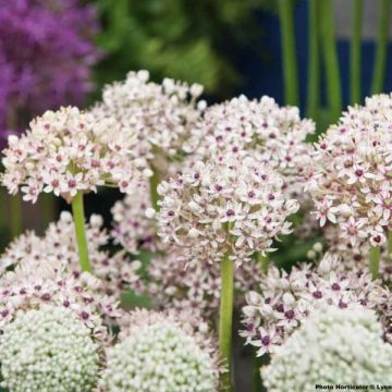 Allium multibulbosum Silver Spring - Aglio ornamentale
