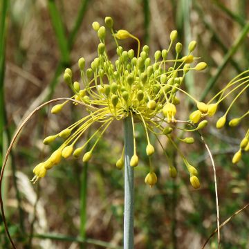 Allium chloranthum Yellow Fantas - Aglio ornamentale