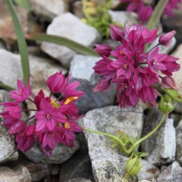 Allium oreophilum - Aglio ornamentale