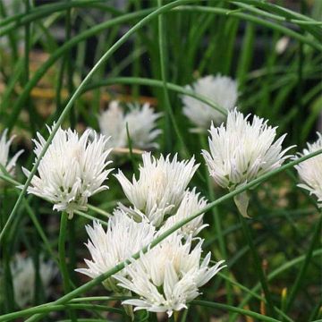 Erba cipollina Corsican White
