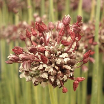 Allium scorodoprasum Passion - Aglio romano