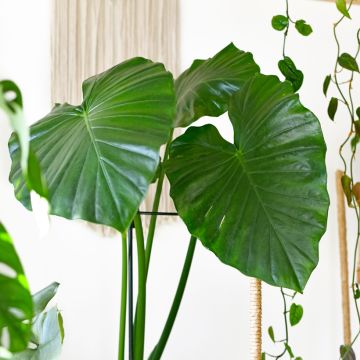Alocasia Calidora - Orecchie d'Elefante