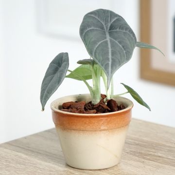 Alocasia Maharani - Orecchie d'Elefante