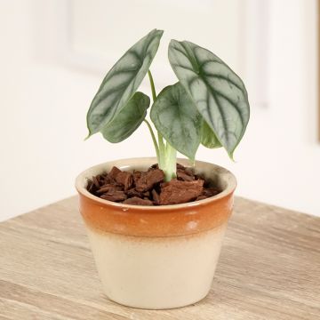 Alocasia Silver Dragon - Orecchie d'Elefante