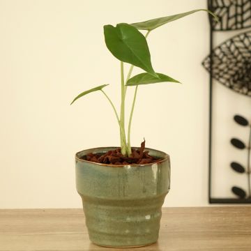 Alocasia Sumo - Orecchie d'Elefante