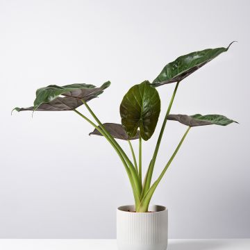 Alocasia Williams hybrid - Orecchie d'Elefante
