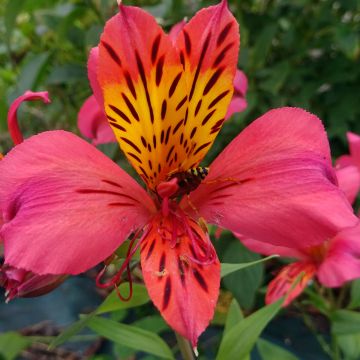 Alstroemeria Majestic Marcé