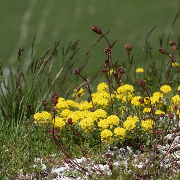 Alyssum montanum Berggold - Alisso montanino
