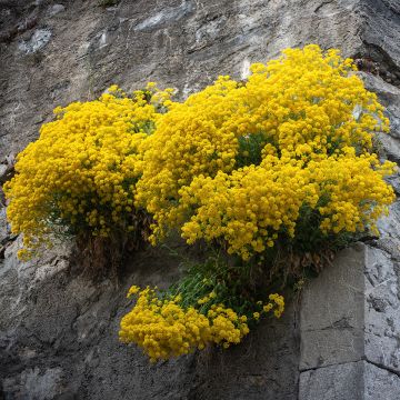 Alyssum saxatilis Compactum - Alisso giallo