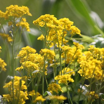 Alyssum saxatilis Goldkugel - Alisso giallo