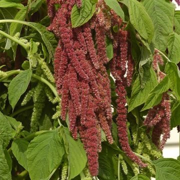 Amaranto Coral Fountain - Amaranthus