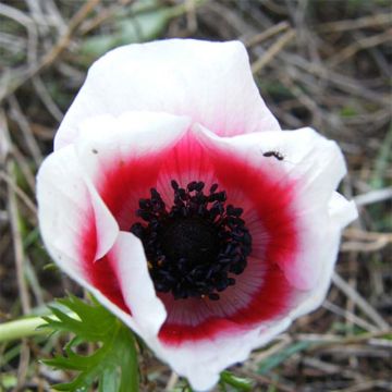 Anemone coronaria Bicolor - Anemone dei fiorai