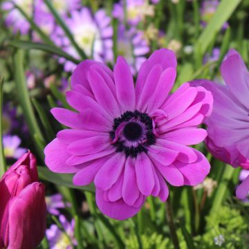 Anemone coronaria double Admiral - Anemone dei fiorai