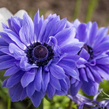 Anemone coronaria Lord Lieutenant - Anemone dei fiorai