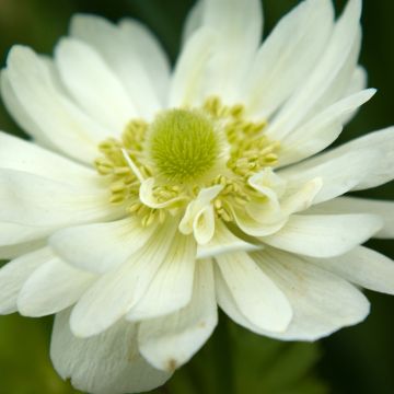 Anemone coronaria Mount Everest - Anemone dei fiorai