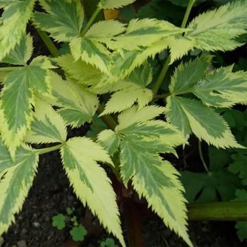 Angelica archangelica Corinne Tremaine - Erba degli angeli