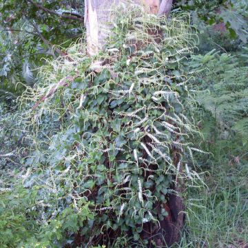 Anredera cordifolia - Vite di Madeira