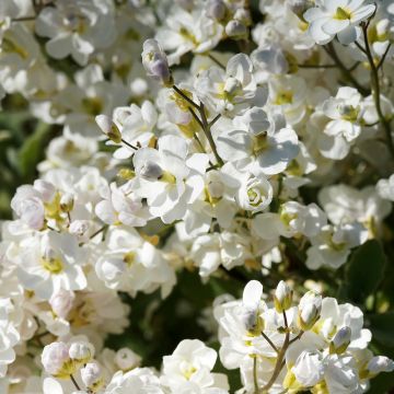 Arabis caucasica Plena