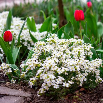 Arabis caucasica Snowball