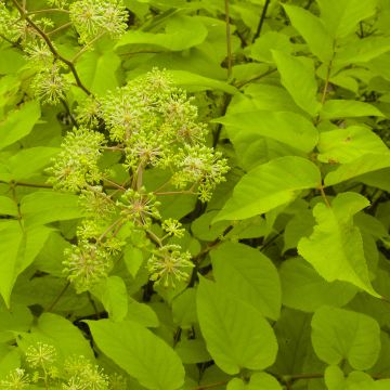 Aralia cordata Sun King - Udo