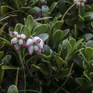 Arctostaphylos uva-ursi - Uva ursina