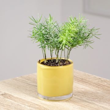 Asparagus sprengeri