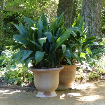 Aspidistra elatior - Pianta di piombo