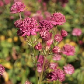 Astrantia major Washfield