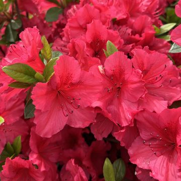 Azalea japonica Vuyk's Scarlet